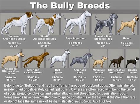  Although these sizes are considered to be standard for the breed, American Bulldogs can be quite a bit larger or smaller