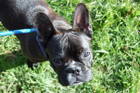  Although they are not French Bulldog-specific, they welcome all dog breeds