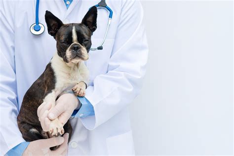  Although they are not inclined to contracting many diseases, it is still essential to bring your pet to the vet frequently to have a general check-up