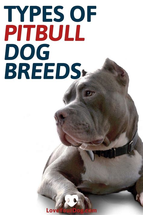  Although they are well liked and very popular, one must be aware of the potential health pitfalls with this breed