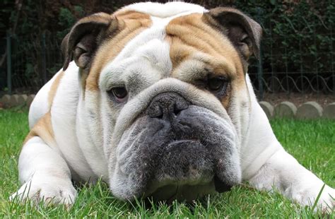  Although they generally get along well with other family pets, English bulldogs can be aggressive to unfamiliar dogs