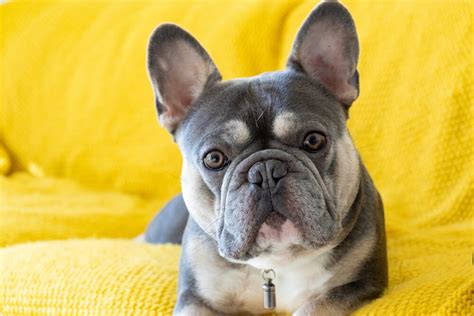  Although they have frowny faces, Frenchies are known for their happy-go-lucky attitude and loyalty