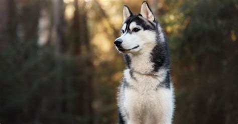  Although they have the severe looks that can scare an intruder, Huskies are poor watchdogs and guard dogs