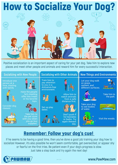  Although this behavior usually decreases with age, it is important to socialize your dog with other dogs, people, and environments at an early age to prevent this hyperactive behavior and allow your dog to lead an active lifestyle