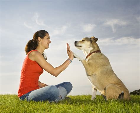  Although this can sometimes be a challenge for first-time dog owners, it can usually be overcome with consistent and patient training