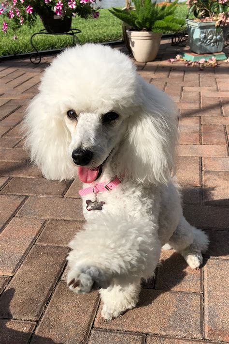  Although today Poodles are often portrayed as dainty dogs that need a lot of grooming and mostly go to dog shows and sleep on the couch, they are highly intelligent dogs that are devoted to their owners