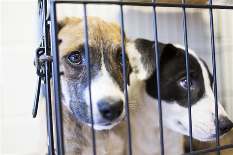  Although you could go for a cheaper puppy, you risk adopting a dog with severe health issues