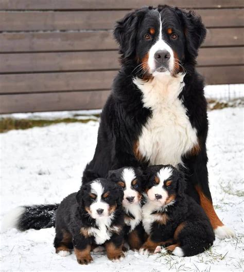  Although your new puppy will have contact with its littermates and their Bernese Mountain dog mother during their time at Central Illinois Doodles, we encourage you to maintain consistent socialization once your pet is fully vaccinated