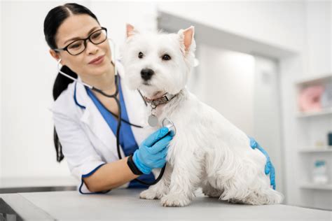  Always consult a vet to know the accurate health of your dog