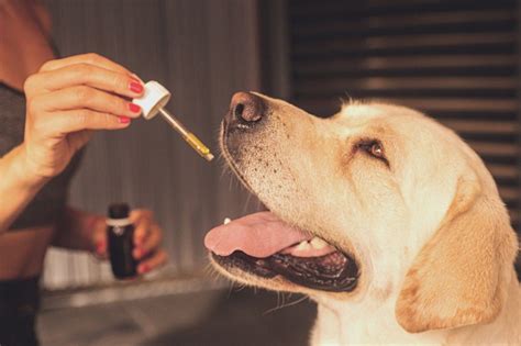  Always consult with your vet for appropriate application of CBD oil! Are you dealing with a stressed dog that refuses to calm down? Does your dog suddenly seem to be moving slower and seems disinterested in your normal play time? Or perhaps, does your dog have a past trauma that seems to never leave them? Regardless of the reasoning for your dog