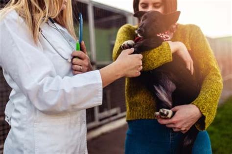  Always consult with your veterinarian first before starting your dog on any new treatment