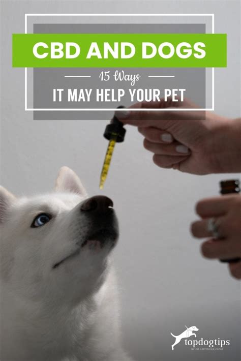  Always consult your veterinarian before introducing CBD oil to your dog