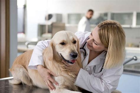  Always consult your veterinarian before introducing CBD to your pet