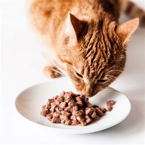  Always discuss with your vet the best food for your pet