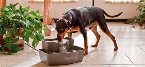  Always have fresh water available and consider purchasing a water fountain for your dog that can also dispense tiny treats