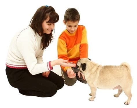  Always teach children how to approach and touch dogs, and always supervise any interactions between dogs and young children to prevent any biting or ear or tail pulling on the part of either party