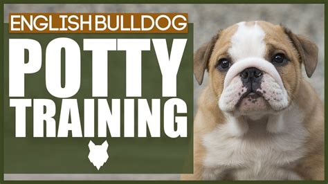  Always use positive reinforcements when potty training an English bulldog puppy or an adult dog