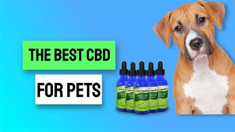  Always use the best CBD for dogs with seizures