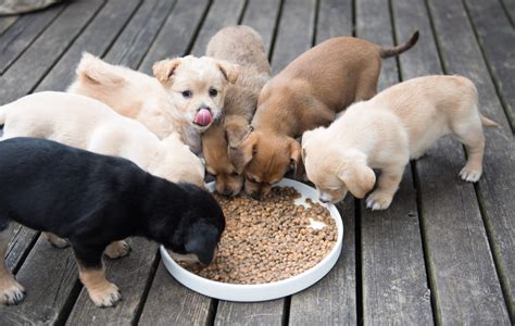  Amazing litter of healthy and happy puppies