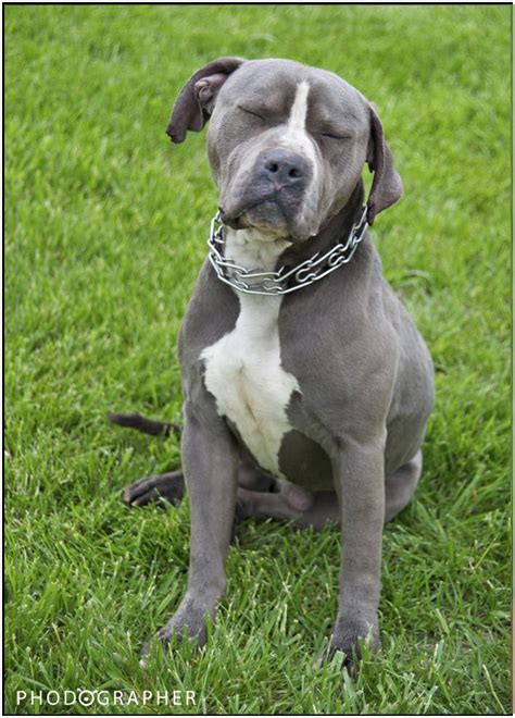  American Bulldog Blue nose usually have both parents that are also blue-nosed