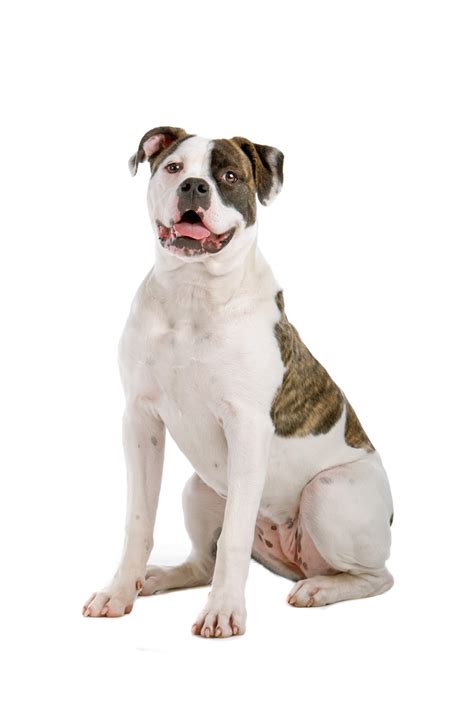  American Bulldog Breed Organizations Finding a reputable dog breeder is one of the most important decisions you will make when bringing a new dog into your life