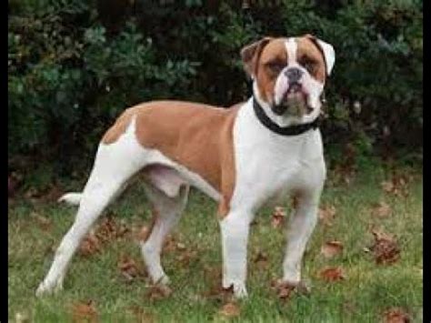 American Bulldog History The ancestor of the American Bulldog is the Old English Bulldog, which was brought to North America by working class immigrants who wanted to keep their working dogs to help on the farms