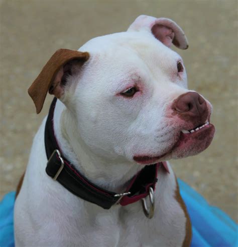  American Bulldog Pitbull mixes need a home with plenty of space