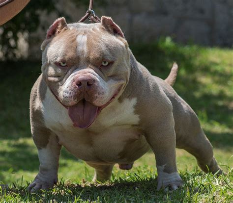  American Bulldog Stacked pedigree quality Bull y for a budget