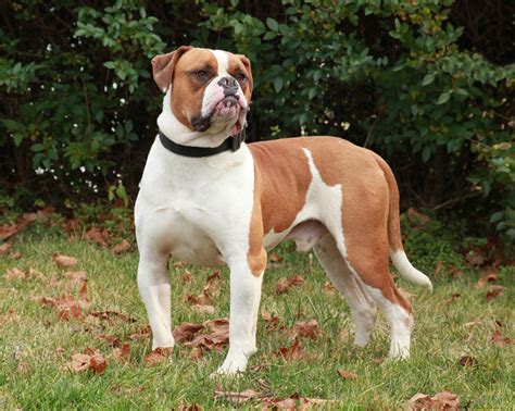  American Bulldog The American Bulldog is a massive and muscular American Bulldog who loves to exercise and stimulate children