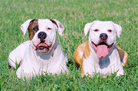  American Bulldog Traits General Appearance Though they can vary in size and appearance depending on which line or strain they came from, American Bulldogs are typically stocky and well-built