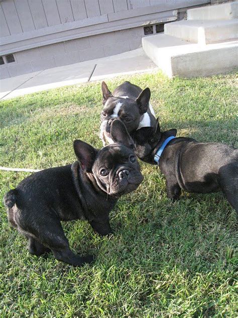  American Bulldog and French Bulldog puppies enjoy playtime with other dogs at the park