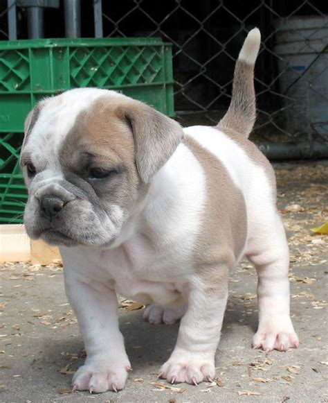  American Bulldog puppies occasionally available to select homes