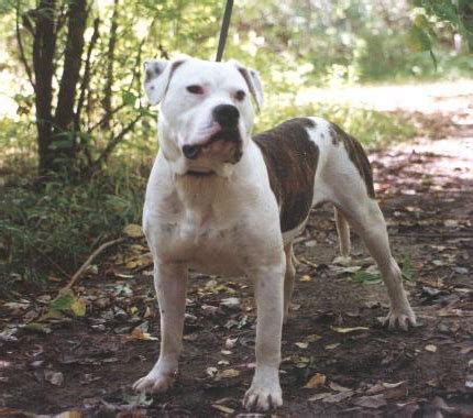  American Bulldogs also successfully compete in several dog sports such as dog obedience, Schutzhund, French Ring, Mondio Ring, Iron Dog competition and weight pulling