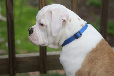  American Bulldogs are a very intelligent, strong-willed, and frequently stubborn breed