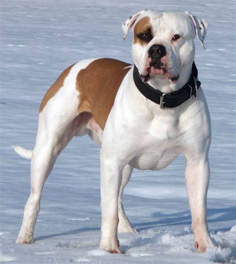 American Bulldogs are large dogs that do not live quite as long as their smaller counterparts