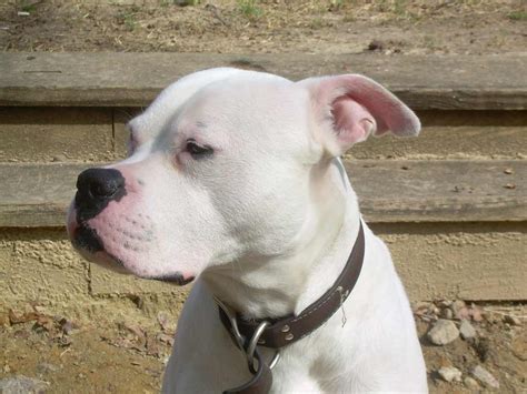  American Bulldogs are not for everyone so please choose this breed only after very careful thought