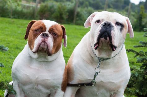  American Bulldogs are often described as gentle giants, making them good family pets