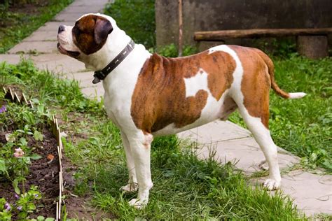  American Bulldogs are very affectionate towards children but should be supervised because of their strength