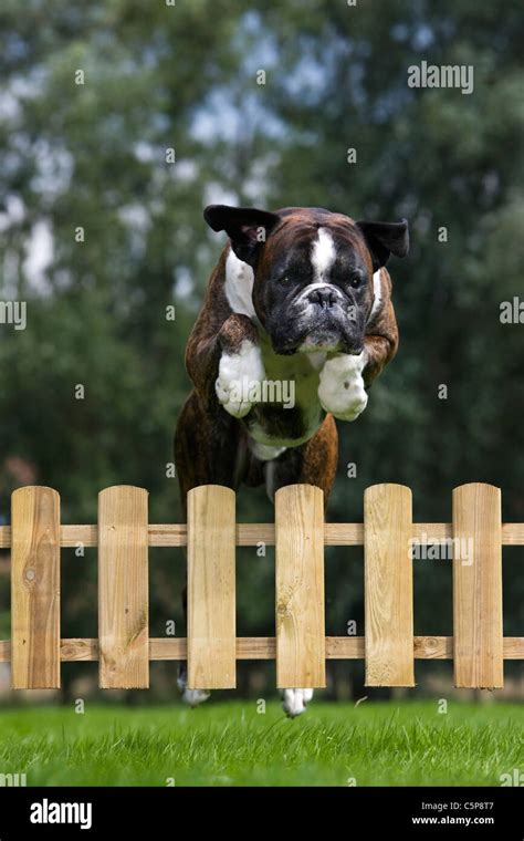  American Bulldogs can be quite persistent and can easily jump over a fence when chasing a squirrel or a rabbit