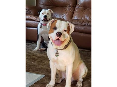  American Bulldogs for Sale in Lancaster, PA 1 - 15 of 44 NKC registered pure bred adorable american bulldog puppies, home breeder mom and dad on-site 