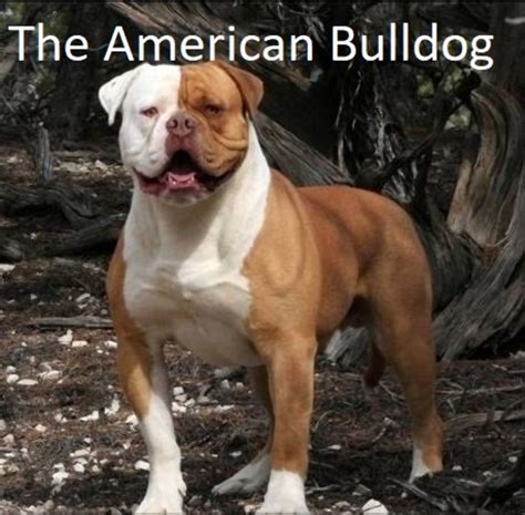  American Bulldogs usually have black on the nose and the rims of the eyes, but they may also have shades of pink