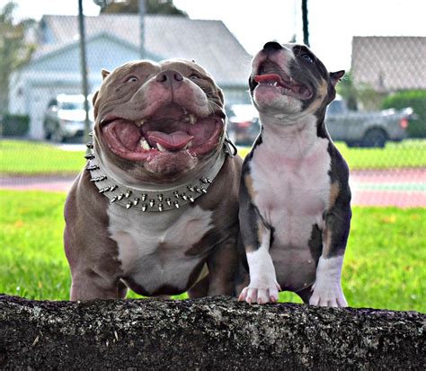  American Bullies were bred specifically as a companion breed, and they have unconditional love and respect for humans when raised in an appropriate environment