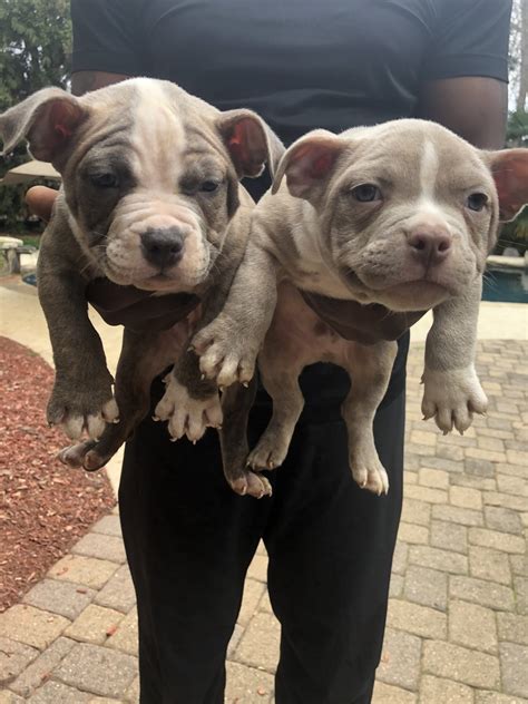  American Bully Puppies for Sale in Georgia