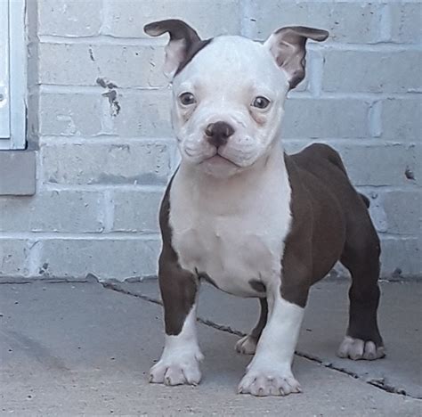  American Bully Puppies for sale in Chicago, il from top …