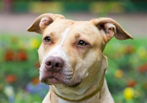  American Pit Bull Terriers have a stiff coat that is smooth and glossy