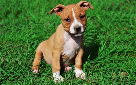  American Staffordshire Terrier Puppies