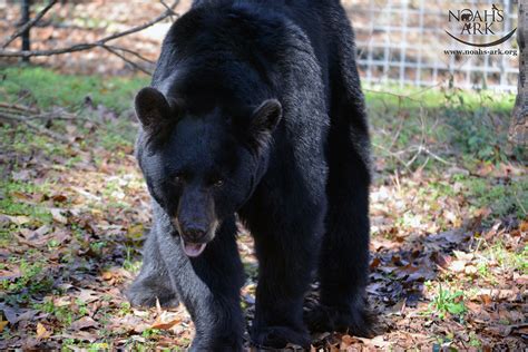  American black bears are mainly herbivores and insectivores , and the average coyote is too small to take down an adult pig; thus, the American bulldog was the settlers