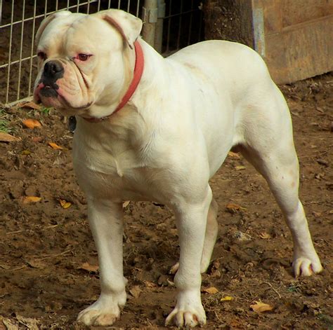  American bulldogs almost faded away after World War II, but breeders John Johnson and Alan Scott each worked to improve the animals