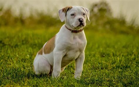  American bulldogs are fiercely loyal and love their owners to no end