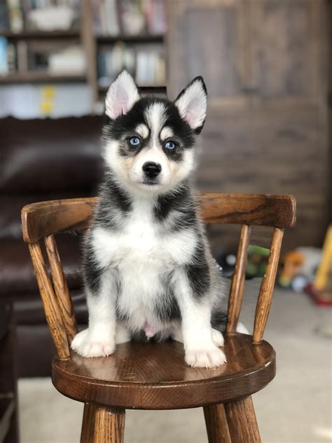  AmericanListed features safe and local classifieds for everything you need! Top of the line puppies on sale at Petland Charleston, West Virginia